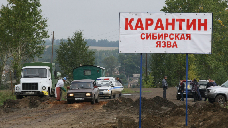 Число заболевших сибирской язвой в селе Алматинской области выросло до 11, введен карантин